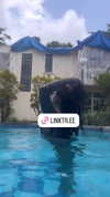 liiuuar Altpins Profile Picture