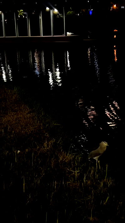 kaliamorcita kaliamorcita archive video