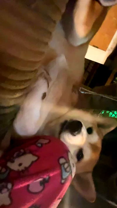 zommmbri zommmbri archive video