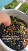 canabaputgir Altpins Profile Picture