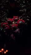 keren_waisman Altpins Profile Picture