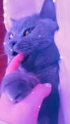 shinomayaa Altpins Profile Picture