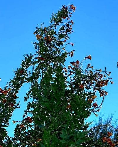 sedonaskyxo sedonaskyxo archive video