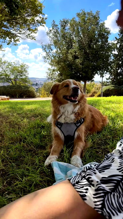 biton__adi biton__adi archive video