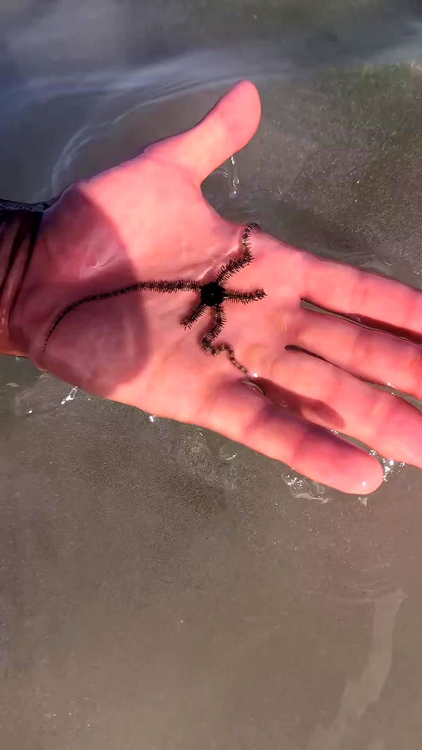 tinapavlov.sky archive video preview