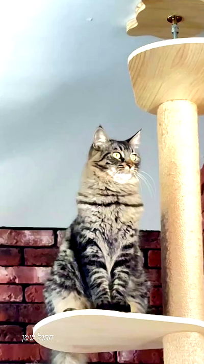 biton__adi biton__adi archive video