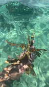 noa_mendel_ Altpins Profile Picture