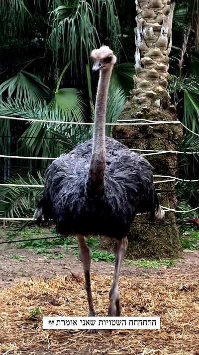 itsilanosh itsilanosh archive video