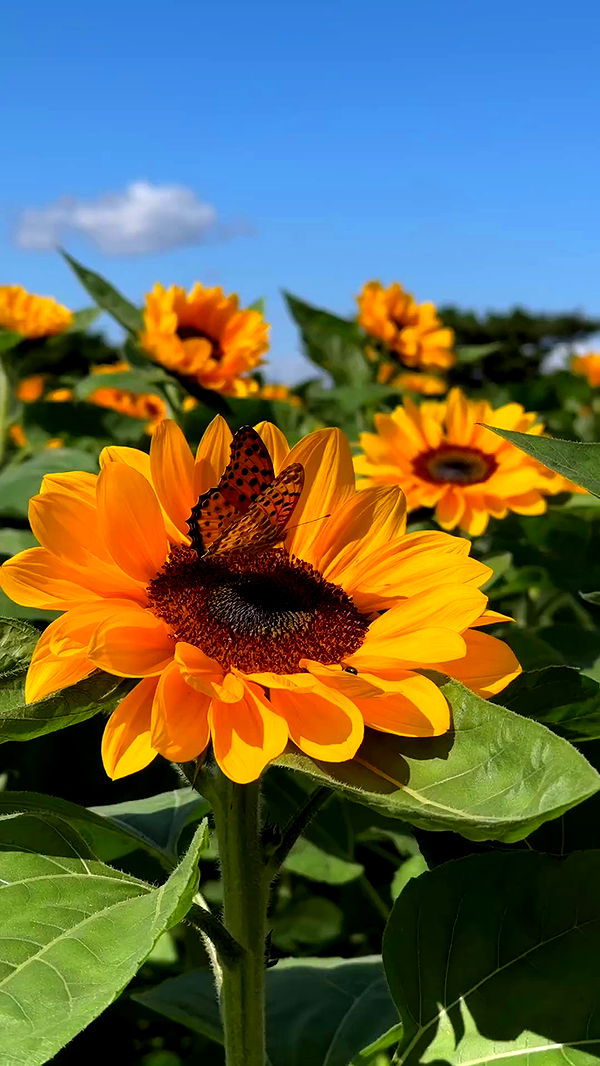 itsilanosh archive video preview