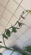 canabaputgir Altpins Profile Picture