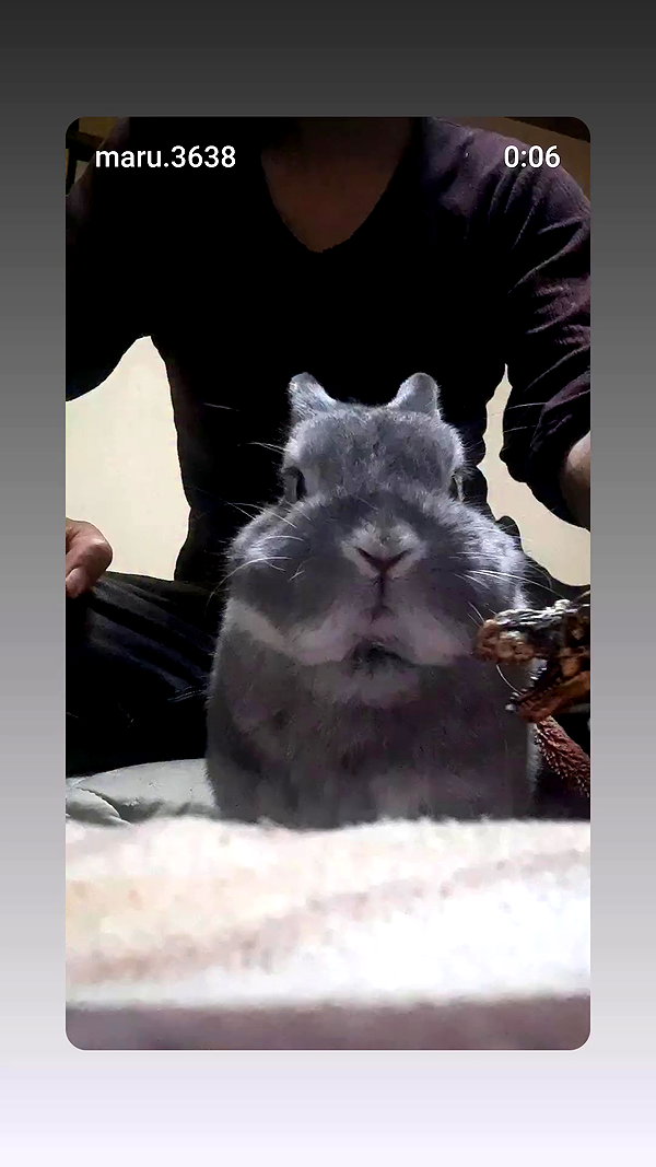 vexxedvulpine88 archive video preview