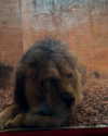 michelleloven_ Altpins Profile Picture
