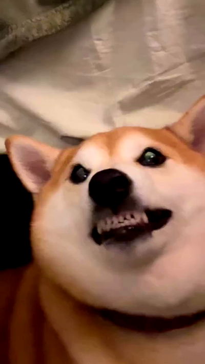 zommmbri zommmbri archive video