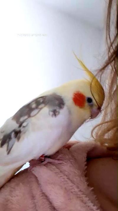 tinapavlov.sky tinapavlov.sky archive video