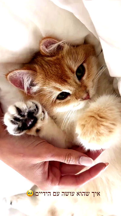 itsilanosh itsilanosh archive video