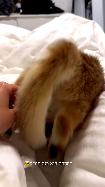 itsilanosh itsilanosh archive video