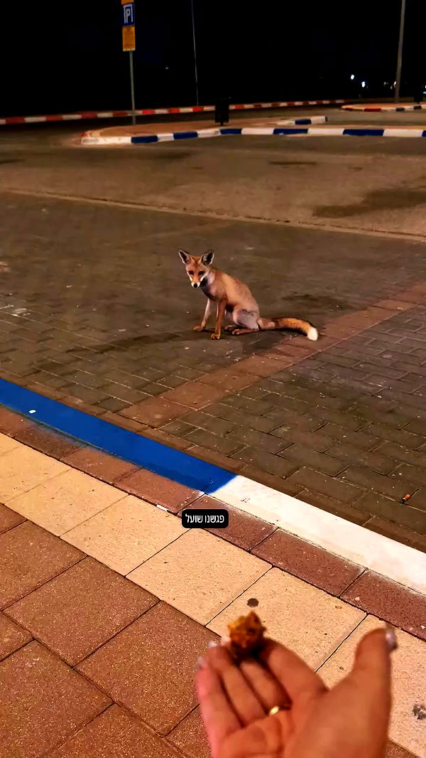 tinapavlov.sky archive video preview