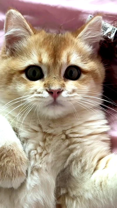 itsilanosh itsilanosh archive video