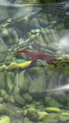 emiliaaa.sfr Altpins Profile Picture