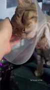 karin_orhov Altpins Profile Picture