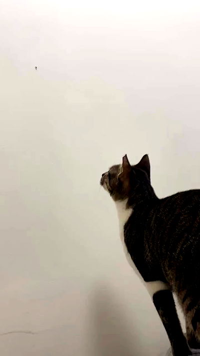 yam_adler yam_adler archive video