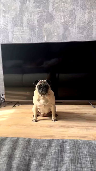 nyityam nyityam archive video