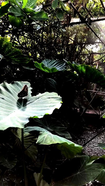 kesemgreenyer kesemgreenyer archive video