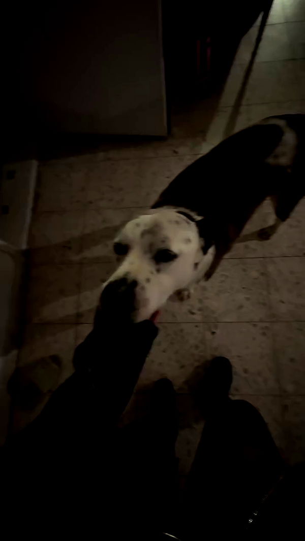 romy_lavi archive video preview