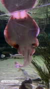 mini_n070 Altpins Profile Picture