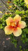 its_.annika Altpins Profile Picture