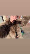 lillywestonn Altpins Profile Picture