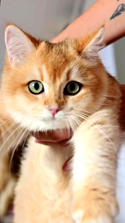 itsilanosh itsilanosh archive video