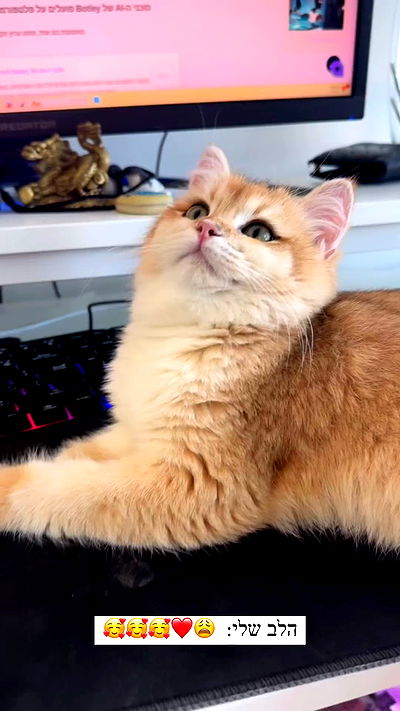 itsilanosh itsilanosh archive video