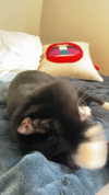 sydney_melman Altpins Profile Picture