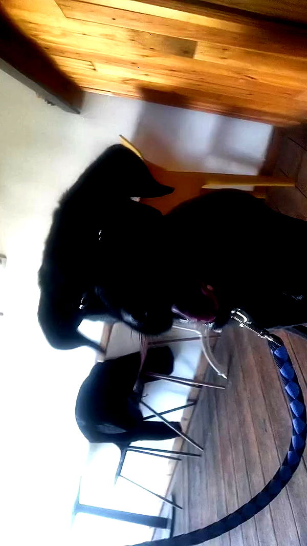 romy_ayalla_lavi archive video preview