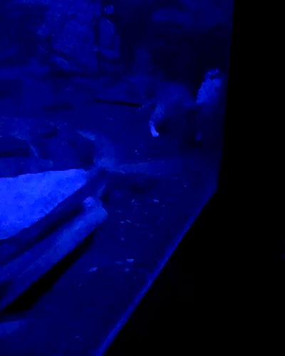 dakotabell05 dakotabell05 archive video