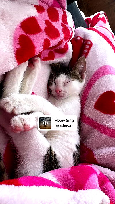 liashaked liashaked archive video