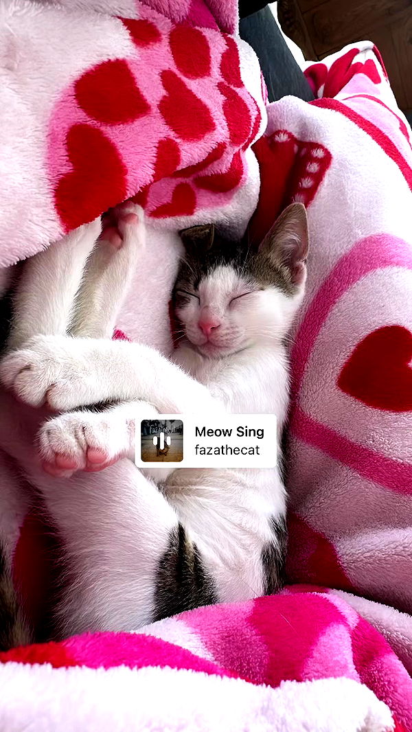 liashaked archive video preview