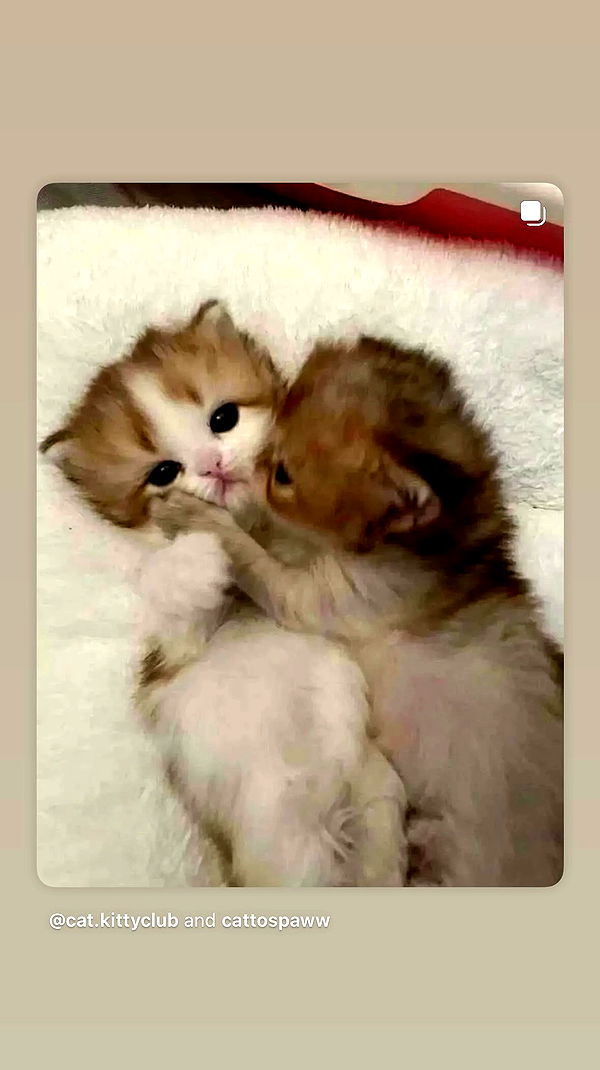 hellokittyangel666 archive video preview