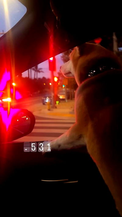 zommmbri zommmbri archive video