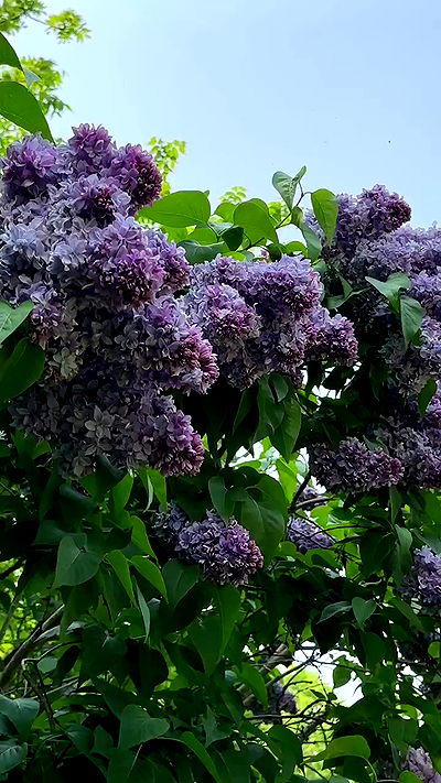 carolinezalog carolinezalog archive video