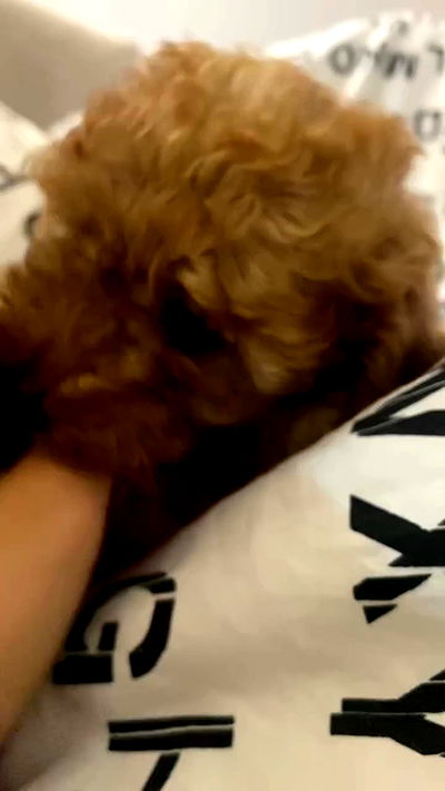 lilllush lilllush archive video