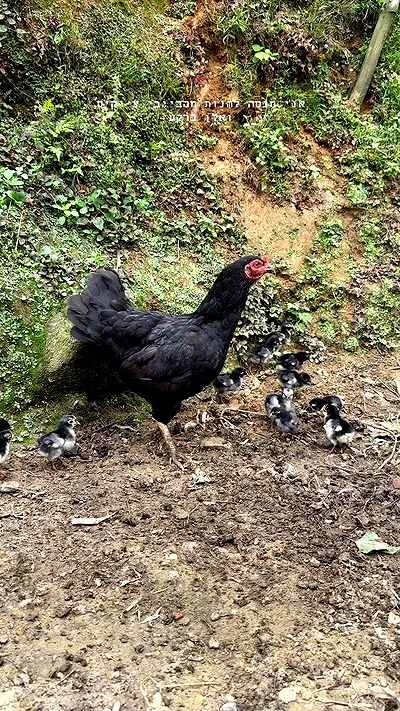 kesemgreenyer kesemgreenyer archive video