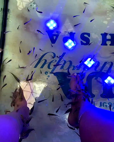 tuliprivet tuliprivet archive video