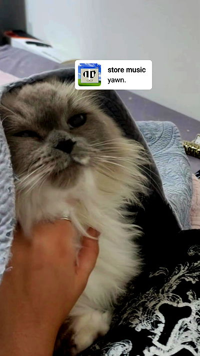 avital_1010.2003 avital_1010.2003 archive video