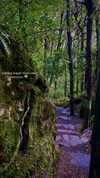 aleiisha.piixiie Altpins Profile Picture