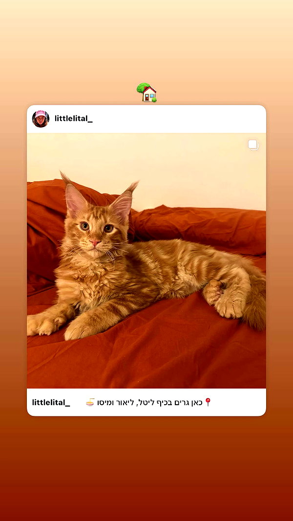 littlelital_ archive video preview