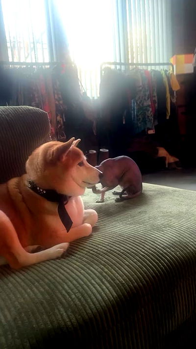 zommmbri zommmbri archive video