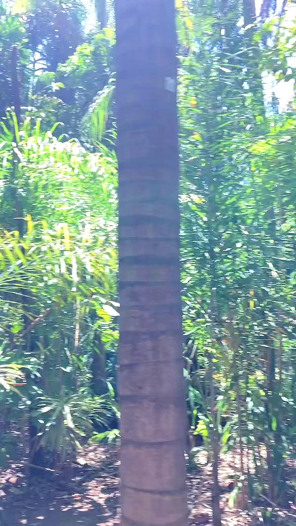 shanikaneko archive video preview