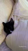 sydney_melman Altpins Profile Picture